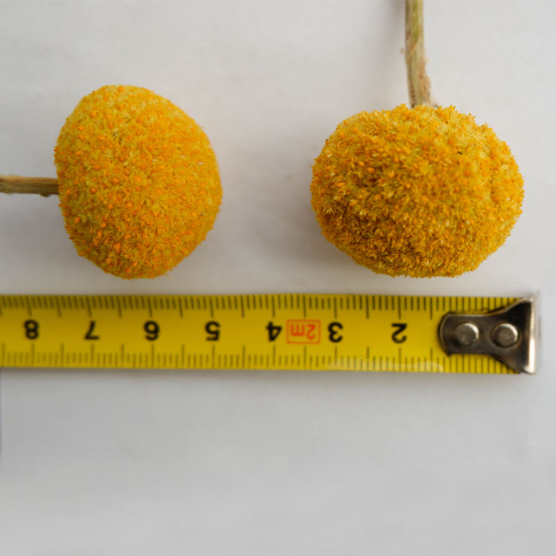 Bouquet de maison de fleurs séchées boule dorée avec fleurs