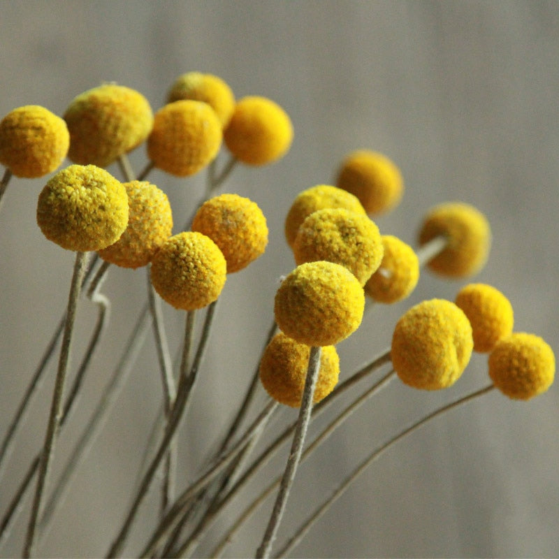 Bouquet de maison de fleurs séchées boule dorée avec fleurs